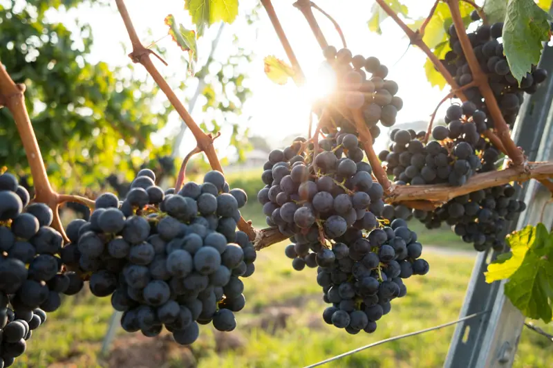 Grappoli di uva nera