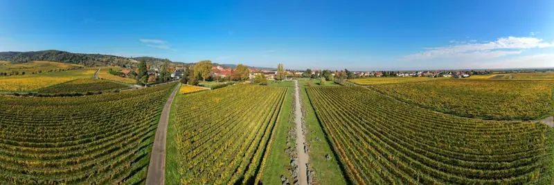 Vigneto visto dall'alto
