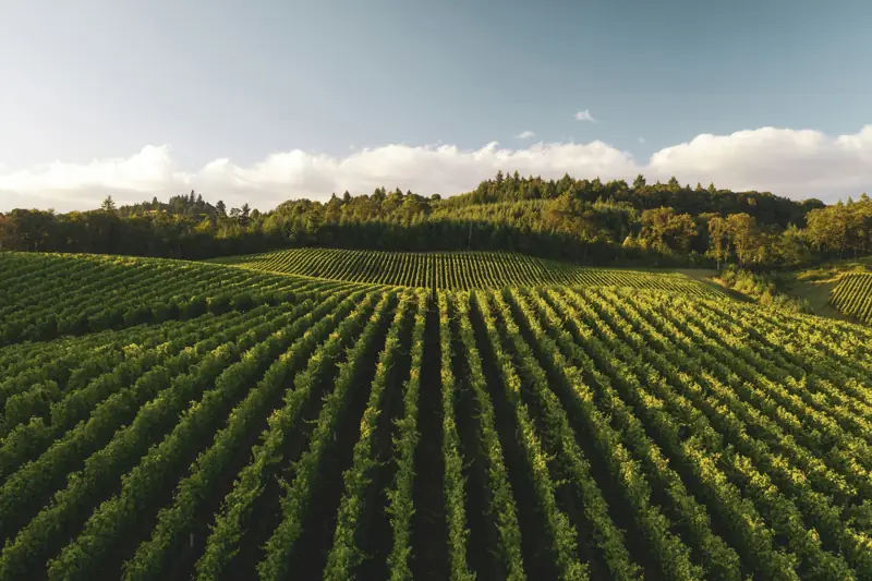 Filari di vite in collina